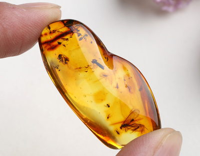 虫珀:并不一定是你想象的”虫子“